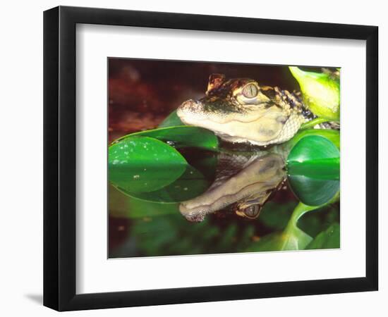 American Alligator, Native to South Eastern USA-David Northcott-Framed Photographic Print