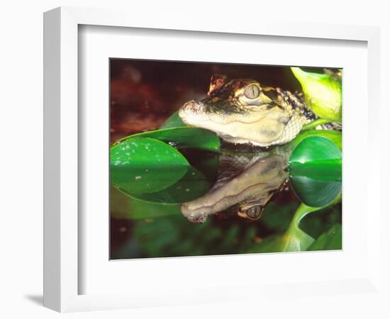 American Alligator, Native to South Eastern USA-David Northcott-Framed Photographic Print