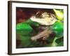 American Alligator, Native to South Eastern USA-David Northcott-Framed Photographic Print