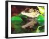 American Alligator, Native to South Eastern USA-David Northcott-Framed Photographic Print