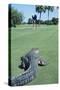 American Alligator on Golf Course-null-Stretched Canvas