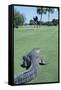 American Alligator on Golf Course-null-Framed Stretched Canvas