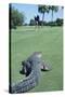 American Alligator on Golf Course-null-Stretched Canvas