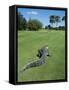 American Alligator on Golf Course-null-Framed Stretched Canvas