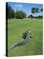 American Alligator on Golf Course-null-Stretched Canvas