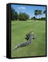 American Alligator on Golf Course-null-Framed Stretched Canvas