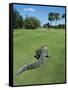 American Alligator on Golf Course-null-Framed Stretched Canvas