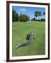 American Alligator on Golf Course-null-Framed Photographic Print