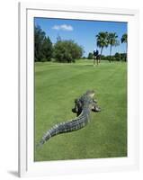 American Alligator on Golf Course-null-Framed Photographic Print