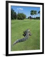 American Alligator on Golf Course-null-Framed Photographic Print