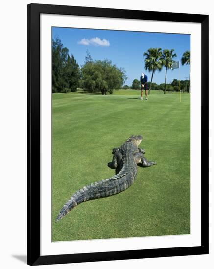 American Alligator on Golf Course-null-Framed Photographic Print