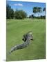 American Alligator on Golf Course-null-Mounted Photographic Print