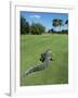 American Alligator on Golf Course-null-Framed Photographic Print