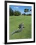 American Alligator on Golf Course-null-Framed Photographic Print