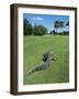 American Alligator on Golf Course-null-Framed Photographic Print