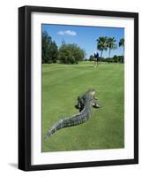 American Alligator on Golf Course-null-Framed Photographic Print