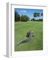 American Alligator on Golf Course-null-Framed Photographic Print