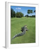 American Alligator on Golf Course-null-Framed Photographic Print