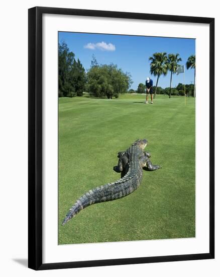 American Alligator on Golf Course-null-Framed Photographic Print