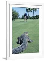 American Alligator on Golf Course-null-Framed Photographic Print