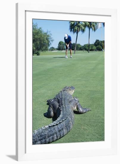 American Alligator on Golf Course-null-Framed Photographic Print