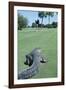 American Alligator on Golf Course-null-Framed Photographic Print