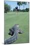 American Alligator on Golf Course-null-Mounted Photographic Print