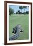 American Alligator on Golf Course-null-Framed Photographic Print