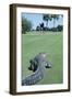 American Alligator on Golf Course-null-Framed Photographic Print