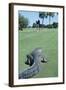 American Alligator on Golf Course-null-Framed Photographic Print