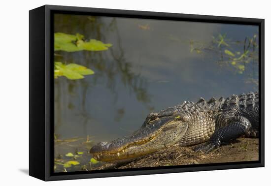 American Alligator on the Anhinga Trail, Everglades National Park, Florida-Maresa Pryor-Framed Stretched Canvas