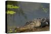 American Alligator on the Anhinga Trail, Everglades National Park, Florida-Maresa Pryor-Stretched Canvas