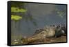 American Alligator on the Anhinga Trail, Everglades National Park, Florida-Maresa Pryor-Framed Stretched Canvas