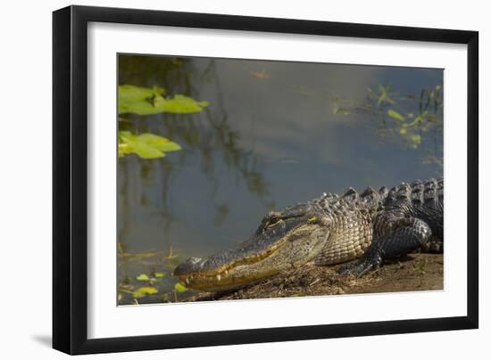 American Alligator on the Anhinga Trail, Everglades National Park, Florida-Maresa Pryor-Framed Photographic Print