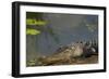 American Alligator on the Anhinga Trail, Everglades National Park, Florida-Maresa Pryor-Framed Photographic Print