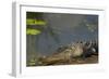 American Alligator on the Anhinga Trail, Everglades National Park, Florida-Maresa Pryor-Framed Photographic Print