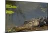 American Alligator on the Anhinga Trail, Everglades National Park, Florida-Maresa Pryor-Mounted Photographic Print