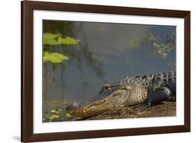 American Alligator on the Anhinga Trail, Everglades National Park, Florida-Maresa Pryor-Framed Photographic Print