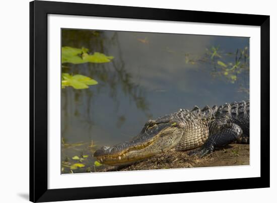 American Alligator on the Anhinga Trail, Everglades National Park, Florida-Maresa Pryor-Framed Photographic Print