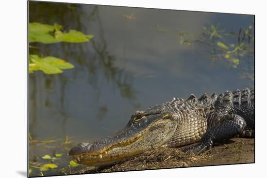 American Alligator on the Anhinga Trail, Everglades National Park, Florida-Maresa Pryor-Mounted Photographic Print