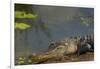 American Alligator on the Anhinga Trail, Everglades National Park, Florida-Maresa Pryor-Framed Photographic Print