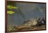 American Alligator on the Anhinga Trail, Everglades National Park, Florida-Maresa Pryor-Framed Photographic Print