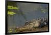 American Alligator on the Anhinga Trail, Everglades National Park, Florida-Maresa Pryor-Framed Photographic Print