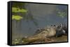 American Alligator on the Anhinga Trail, Everglades National Park, Florida-Maresa Pryor-Framed Stretched Canvas