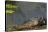 American Alligator on the Anhinga Trail, Everglades National Park, Florida-Maresa Pryor-Stretched Canvas