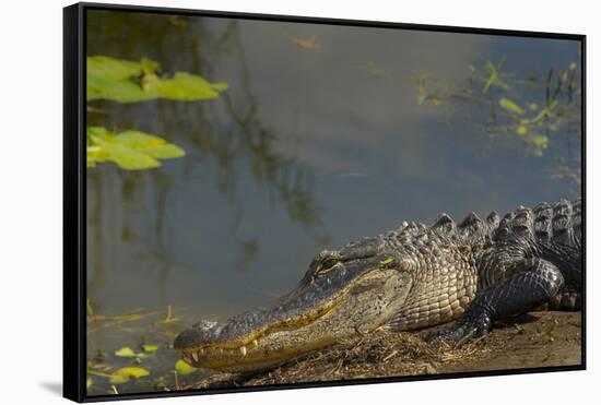 American Alligator on the Anhinga Trail, Everglades National Park, Florida-Maresa Pryor-Framed Stretched Canvas