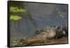 American Alligator on the Anhinga Trail, Everglades National Park, Florida-Maresa Pryor-Framed Stretched Canvas