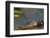 American Alligator on the Anhinga Trail, Everglades National Park, Florida-Maresa Pryor-Framed Photographic Print