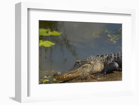 American Alligator on the Anhinga Trail, Everglades National Park, Florida-Maresa Pryor-Framed Photographic Print