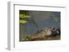 American Alligator on the Anhinga Trail, Everglades National Park, Florida-Maresa Pryor-Framed Photographic Print